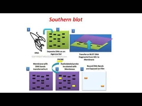 Southern blot