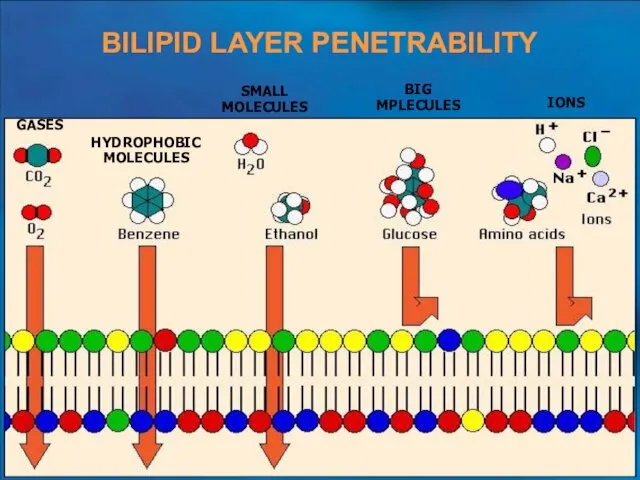 BILIPID LAYER PENETRABILITY GASES HYDROPHOBIC MOLECULES SMALL MOLECULES BIG MPLECULES IONS