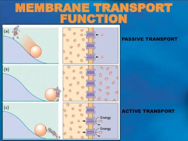 MEMBRANE TRANSPORT FUNCTION PASSIVE TRANSPORT ACTIVE TRANSPORT