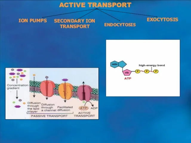 ACTIVE TRANSPORT ION PUMPS SECONDARY ION TRANSPORT ENDOCYTOSIS EXOCYTOSIS