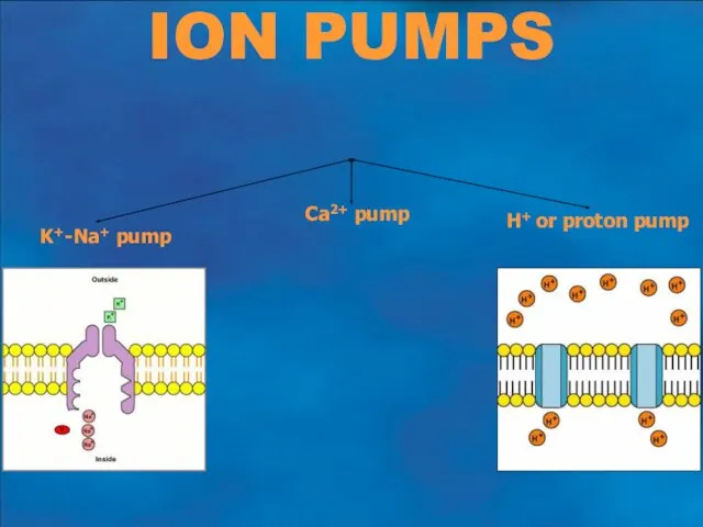 ION PUMPS K+-Na+ pump H+ or proton pump Ca2+ pump