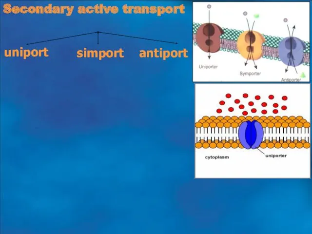 Secondary active transport