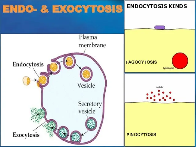 ENDO- & EXOCYTOSIS FAGOCYTOSIS PINOCYTOSIS ENDOCYTOSIS KINDS