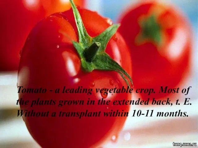 Tomato - a leading vegetable crop. Most of the plants