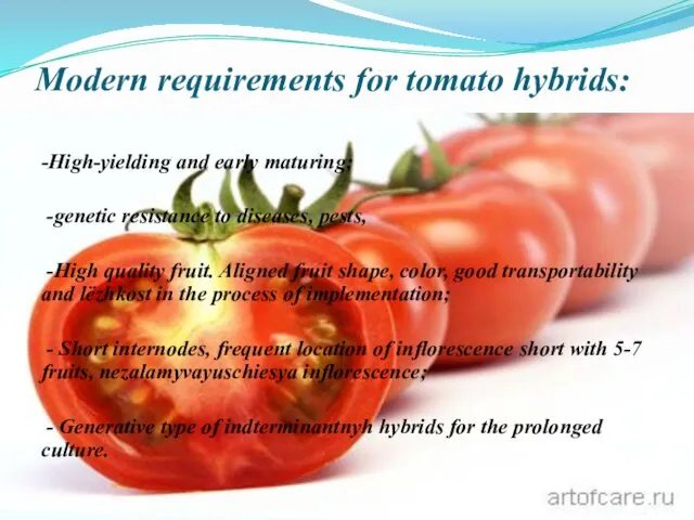 Modern requirements for tomato hybrids: -High-yielding and early maturing; -genetic