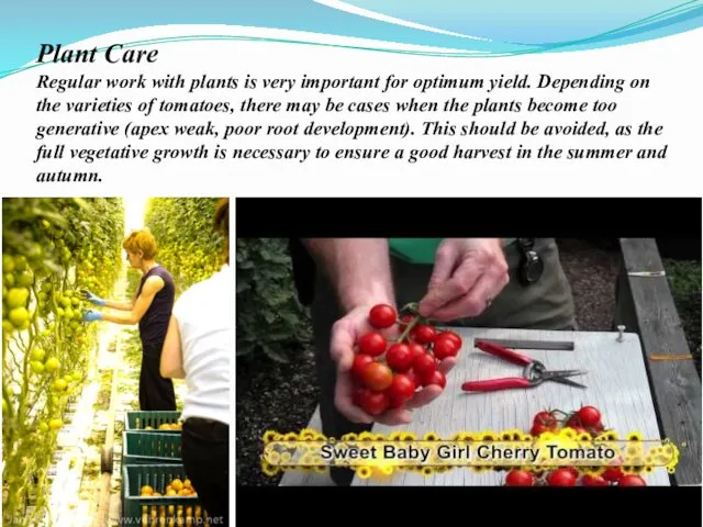 Plant Care Regular work with plants is very important for