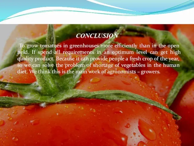 CONCLUSION To grow tomatoes in greenhouses more efficiently than in