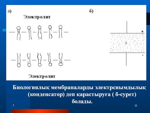 * Биологиялық мембраналарды электрсиымдылық (конденсатор) деп қарастыруға ( б-сурет) болады.