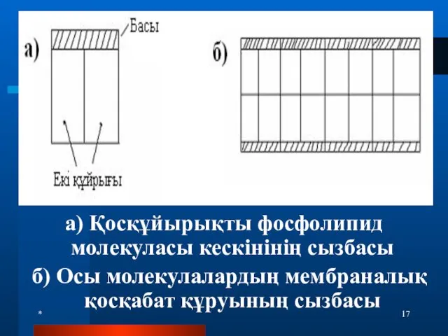 * а) Қосқұйырықты фосфолипид молекуласы кескінінің сызбасы б) Осы молекулалардың мембраналық қосқабат құруының сызбасы