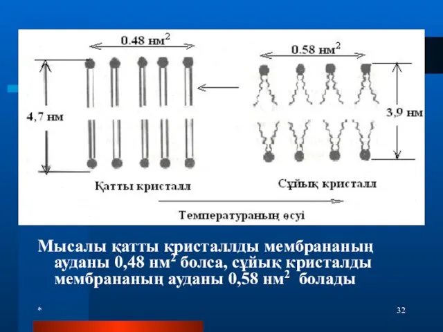 * Мысалы қатты кристаллды мембрананың ауданы 0,48 нм2 болса, сұйық кристалды мембрананың ауданы 0,58 нм2 болады