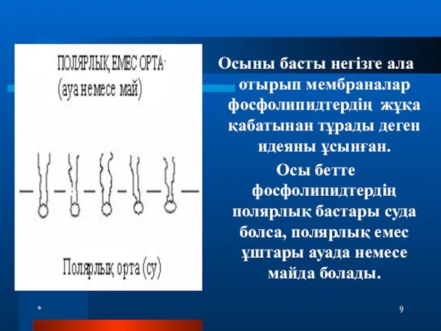 * Осыны басты негізге ала отырып мембраналар фосфолипидтердің жұқа қабатынан