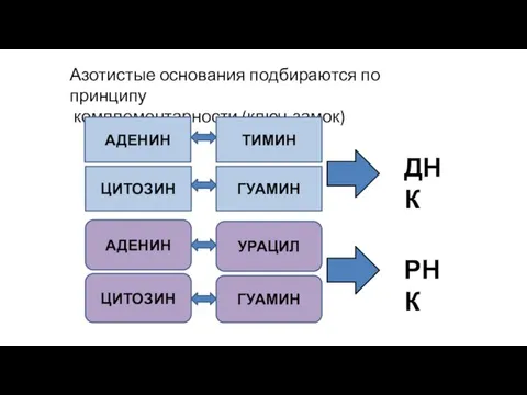 Азотистые основания подбираются по принципу комплементарности (ключ-замок) АДЕНИН ТИМИН ЦИТОЗИН