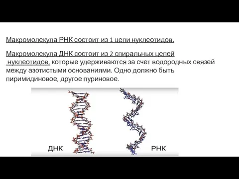 Макромолекула РНК состоит из 1 цепи нуклеотидов. Макромолекула ДНК состоит из 2 спиральных