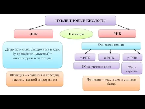 НУКЛЕИНОВЫЕ КИСЛОТЫ ДНК РНК Полимеры Функция – хранения и передача