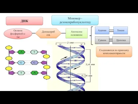 ДНК Мономер - дезоксирибонуклеотид Остаток фосфорной к-ты Дезоксирибоза Азотистое основание Аденин Тимин Цитозин