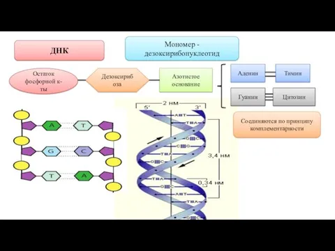 ДНК Мономер - дезоксирибонуклеотид Остаток фосфорной к-ты Дезоксирибоза Азотистое основание