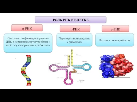 РОЛЬ РНК В КЛЕТКЕ и-РНК т-РНК р-РНК Считывает информация с