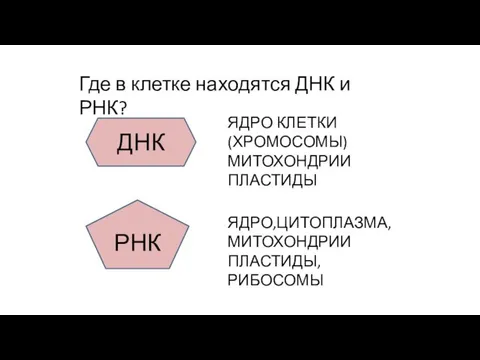 Где в клетке находятся ДНК и РНК? ДНК ЯДРО КЛЕТКИ (ХРОМОСОМЫ) МИТОХОНДРИИ ПЛАСТИДЫ