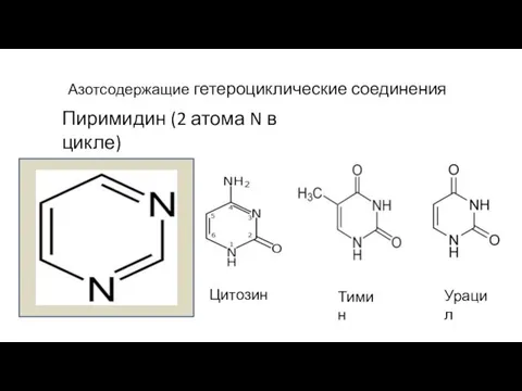 Азотсодержащие гетероциклические соединения Пиримидин (2 атома N в цикле) Цитозин Тимин Урацил