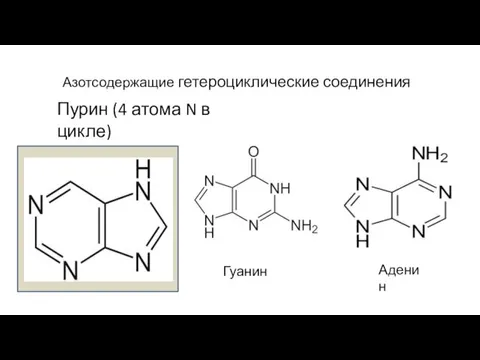 Азотсодержащие гетероциклические соединения Пурин (4 атома N в цикле) Гуанин Аденин