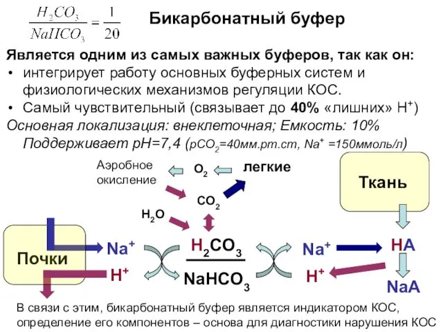 Бикарбонатный буфер Является одним из самых важных буферов, так как