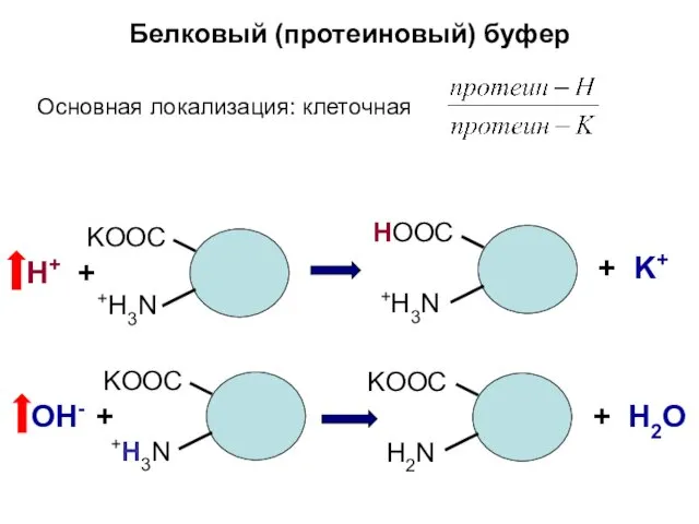 Белковый (протеиновый) буфер Основная локализация: клеточная KООС +H3N Н+ +