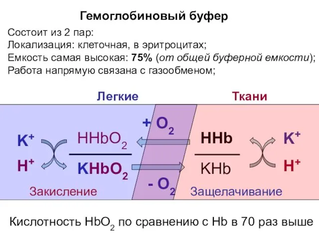 Гемоглобиновый буфер Состоит из 2 пар: Локализация: клеточная, в эритроцитах;