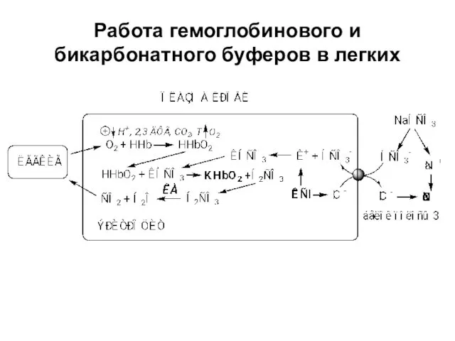 Работа гемоглобинового и бикарбонатного буферов в легких