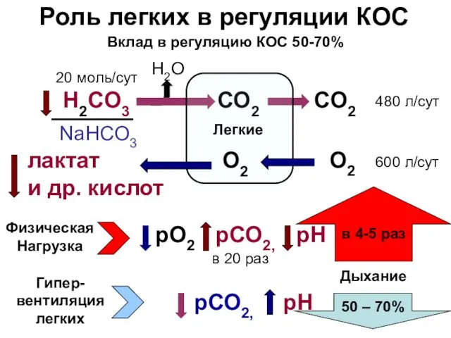 Роль легких в регуляции КОС H2CO3 CO2 CO2 480 л/сут