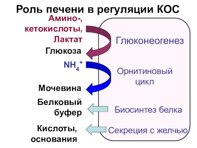 Роль печени в регуляции КОС Амино-, кетокислоты, Лактат Глюкоза NH4+