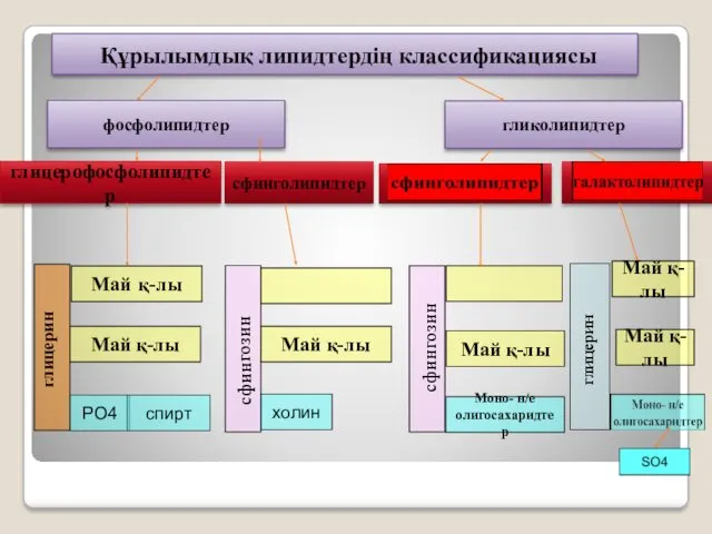 гликолипидтер глицерофосфолипидтер сфинголипидтер Май қ-лы глицерин РО4 спирт сфингозин холин