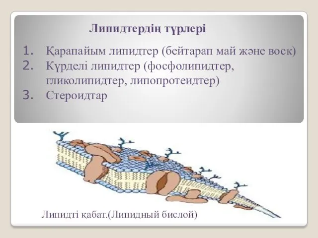 Липидтердің түрлері Қарапайым липидтер (бейтарап май және воск) Күрделі липидтер