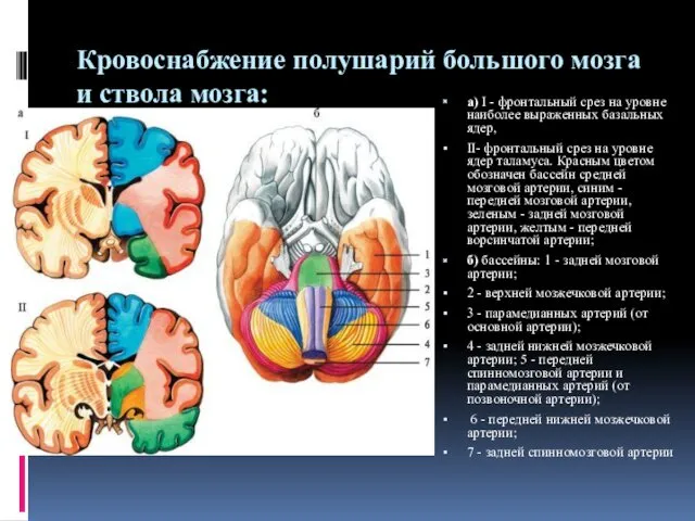 Кровоснабжение полушарий большого мозга и ствола мозга: а) I -
