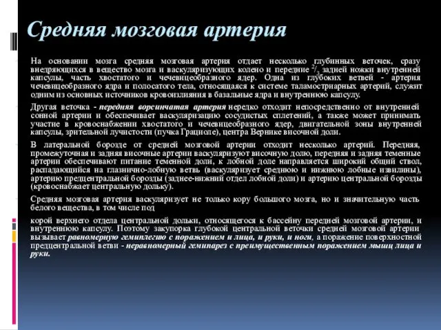 Средняя мозговая артерия На основании мозга средняя мозговая артерия отдает