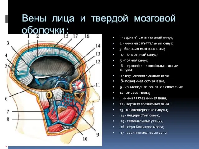 Вены лица и твердой мозговой оболочки: I - верхний сагиттальный