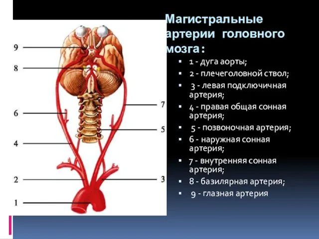 Магистральные артерии головного мозга: 1 - дуга аорты; 2 -