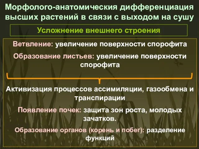 Морфолого-анатомическия дифференциация высших растений в связи с выходом на сушу