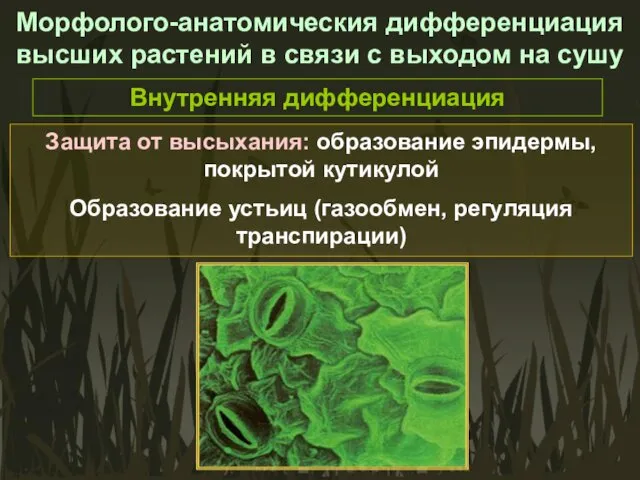 Морфолого-анатомическия дифференциация высших растений в связи с выходом на сушу
