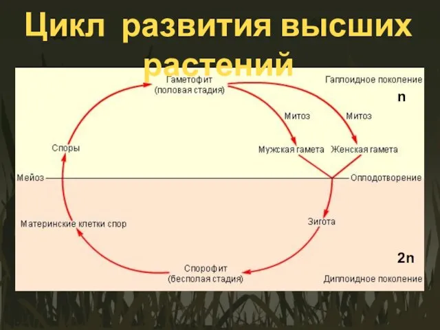 Цикл развития высших растений n 2n