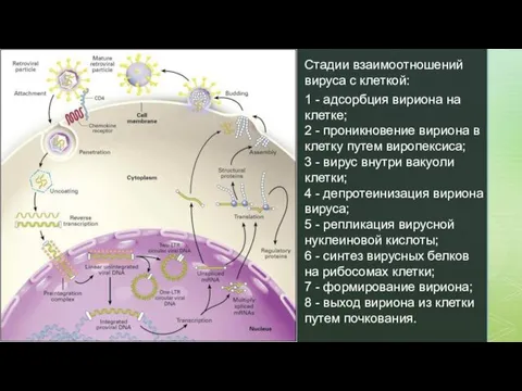 1 - адсорбция вириона на клетке; 2 - проникновение вириона