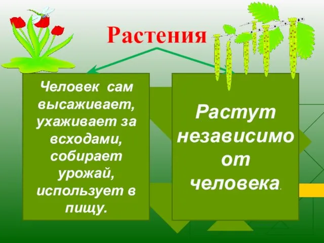 Растения Человек сам высаживает, ухаживает за всходами, собирает урожай, использует в пищу. Растут независимо от человека.