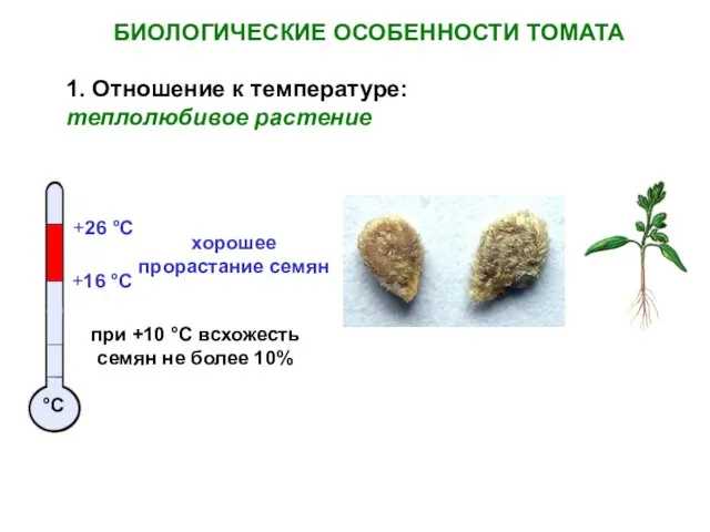 БИОЛОГИЧЕСКИЕ ОСОБЕННОСТИ ТОМАТА +26 °С хорошее прорастание семян +16 °С