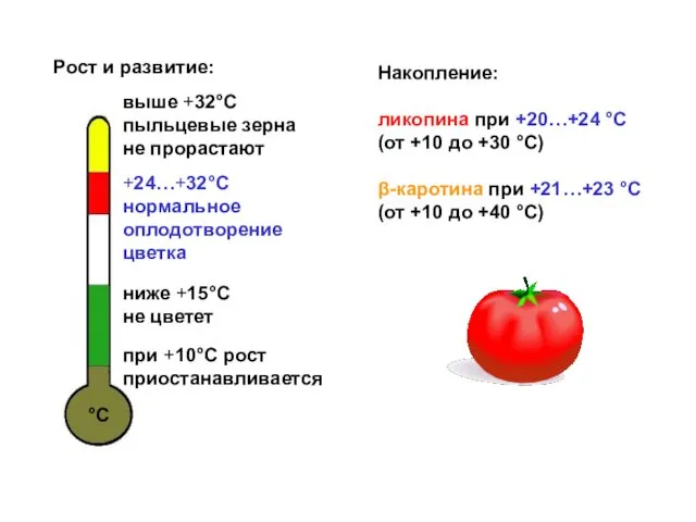 °С ниже +15°С не цветет при +10°С рост приостанавливается +24…+32°С