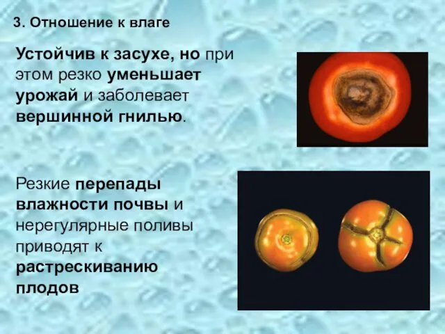 3. Отношение к влаге Устойчив к засухе, но при этом