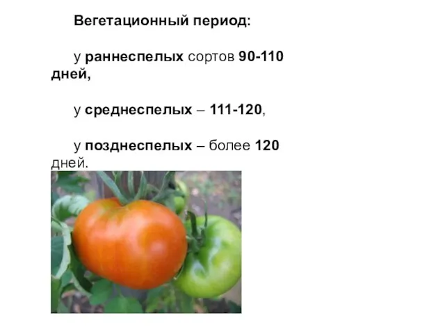 Вегетационный период: у раннеспелых сортов 90-110 дней, у среднеспелых –