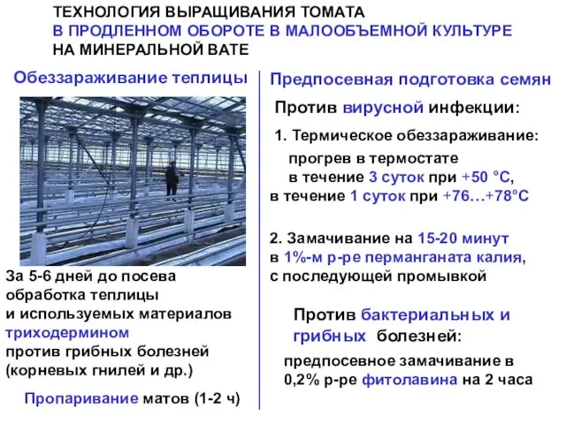 ТЕХНОЛОГИЯ ВЫРАЩИВАНИЯ ТОМАТА В ПРОДЛЕННОМ ОБОРОТЕ В МАЛООБЪЕМНОЙ КУЛЬТУРЕ НА