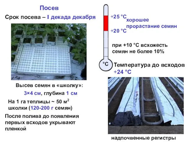 Посев Срок посева – I декада декабря Высев семян в