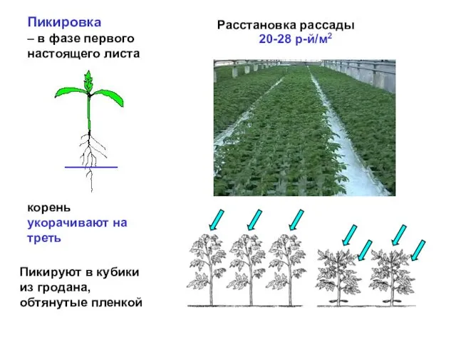 Пикировка – в фазе первого настоящего листа корень укорачивают на