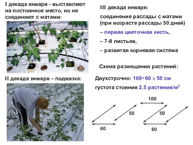 Двухстрочно: 100+60 х 50 см густота стояния 2,5 растения/м2 I