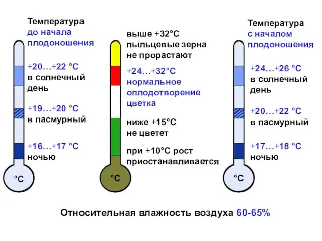 Температура до начала плодоношения °С +20…+22 °С в солнечный день